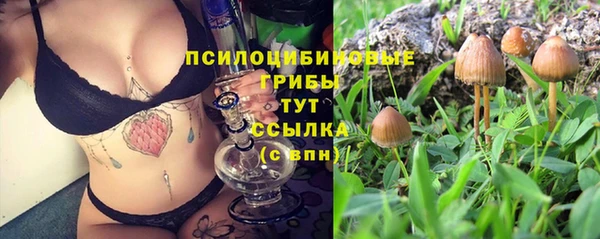 гидра Михайловка