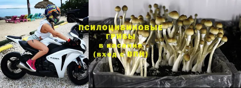 это состав  наркота  Копейск  Псилоцибиновые грибы Magic Shrooms 